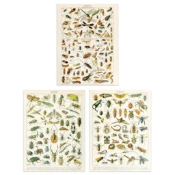 Artery8 Wall Art Print Insects Bugs & Beetles Retro Vintage Millot Set Of 3 s Study Office Aesthetic s A4 - thumbnail 1