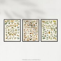 Artery8 Wall Art Print Insects Bugs & Beetles Retro Vintage Millot Set Of 3 s Study Office Aesthetic s A4 - thumbnail 5