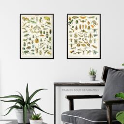 Artery8 Wall Art Print Insects Bugs & Beetles Retro Vintage Millot Set Of 3 s Study Office Aesthetic s A4 - thumbnail 6