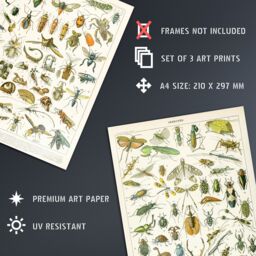 Artery8 Wall Art Print Insects Bugs & Beetles Retro Vintage Millot Set Of 3 s Study Office Aesthetic s A4 - thumbnail 4