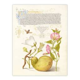 Artery8 Model Book of Calligraphy Framed Wall Art Beetle Flowers & Gourd - Size: A4 - thumbnail 3