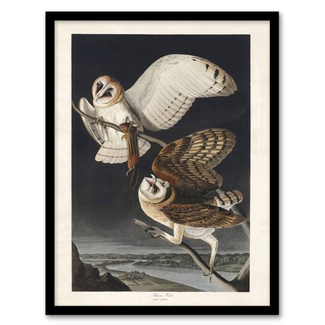 Artery8 Birds of America Barn Owl Audubon Nature Framed Wall Art Print in Grey - Size: A4 - image 1