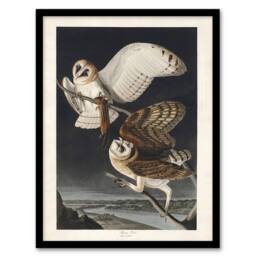 Artery8 Birds of America Barn Owl Audubon Nature Framed Wall Art Print in Grey - Size: A4 - thumbnail 1