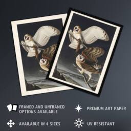 Artery8 Birds of America Barn Owl Audubon Nature Framed Wall Art Print in Grey - Size: A4 - thumbnail 2