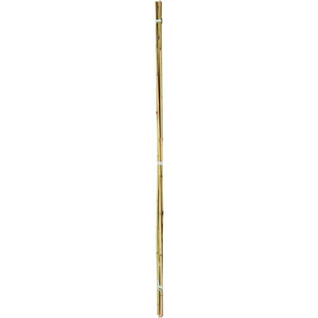Ambassador Bamboo Plant Canes (Pack Of 20) in Beige - image 1