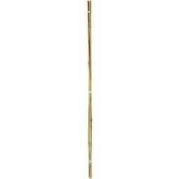 Ambassador Bamboo Plant Canes (Pack Of 20) in Beige