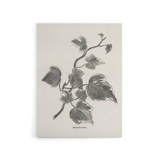 "Artery8 Vintage Botanical Marginata Ivy Hibberd Canvas Wall Art in White - Size: W18"" x H24""" - image 1