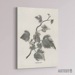 "Artery8 Vintage Botanical Marginata Ivy Hibberd Canvas Wall Art in White - Size: W18"" x H24""" - thumbnail 2