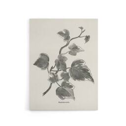 "Artery8 Vintage Botanical Marginata Ivy Hibberd Canvas Wall Art in White - Size: W18"" x H24""" - thumbnail 1