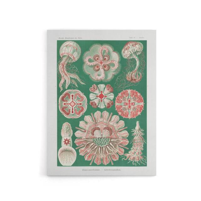 "Artery8 Green Pink Vintage Jellyfish Haeckel Botanical Canvas Wall Art - Size: W18"" x H24""" - image 1