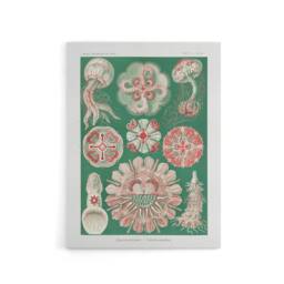"Artery8 Green Pink Vintage Jellyfish Haeckel Botanical Canvas Wall Art - Size: W18"" x H24""" - thumbnail 1