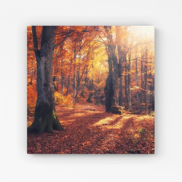 Warren Reed - Designer Autumn Forest Canvas in Brown - Size: w40 inch x h40 inch - image 1