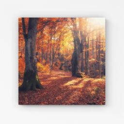 Warren Reed - Designer Autumn Forest Canvas in Brown - Size: w40 inch x h40 inch - thumbnail 1