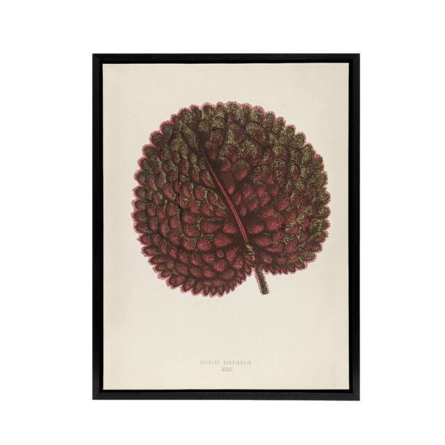 "Artery8 Vintage Botanical Gesnera Exoniensis Leaf Fawcett Framed Canvas Art in Beige - Size: W12"" x H16""" - image 1