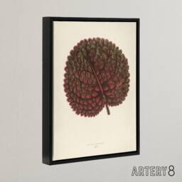 "Artery8 Vintage Botanical Gesnera Exoniensis Leaf Fawcett Framed Canvas Art in Beige - Size: W12"" x H16""" - thumbnail 2