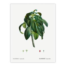Artery8 Redoute Framed Wall Art Spurge Laurel Vintage Botanical Illustration in White - Size: A4 - thumbnail 3