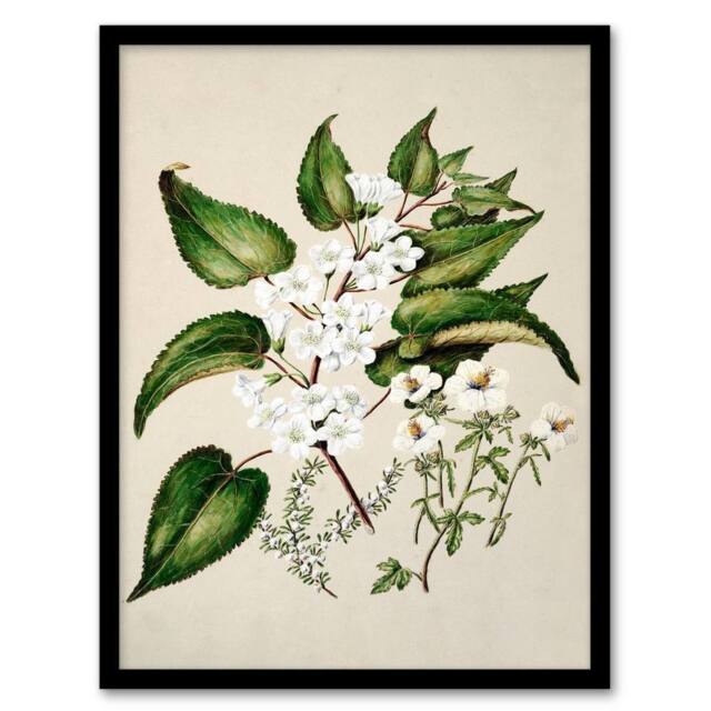 Artery8 Sarah Featon Framed Wall Art Hibiscus & Saltmarsh Ribbonwood Flowers in Beige - Size: A4 - image 1