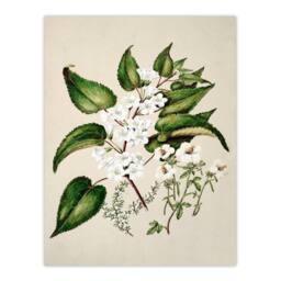 Artery8 Sarah Featon Framed Wall Art Hibiscus & Saltmarsh Ribbonwood Flowers in Beige - Size: A4 - thumbnail 3