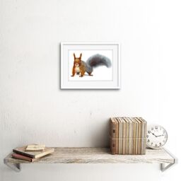 "Artery8 Wall Art Print Squirrel Watercolour Cute Art Framed 9x7 inch in White - Size: W7"" x H9""" - thumbnail 2