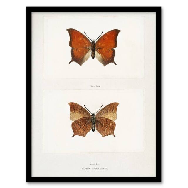 Artery8 Tropical Leafwing Butterfly Sherman Denton Framed Wall Art Print in White - Size: A4 - image 1