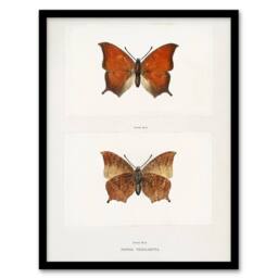 Artery8 Tropical Leafwing Butterfly Sherman Denton Framed Wall Art Print in White - Size: A4 - thumbnail 1