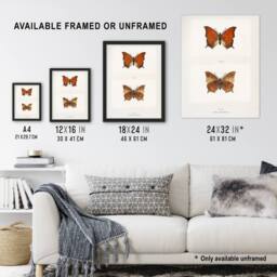 Artery8 Tropical Leafwing Butterfly Sherman Denton Framed Wall Art Print in White - Size: A4 - thumbnail 3