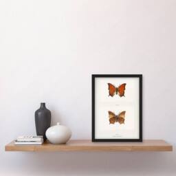 Artery8 Tropical Leafwing Butterfly Sherman Denton Framed Wall Art Print in White - Size: A4 - thumbnail 4
