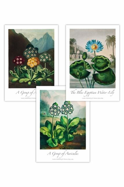 ARTZE Set of 3 Vintage Auricula & Lily Flowers Floral Art Posters in Green - Size: W50 cm x H70 cm - image 1