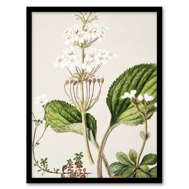 "Artery8 New Zealand Ourisia Flowering Plant Featon Framed Wall Art Print in Beige - Size: W12"" x H16""" - image 1