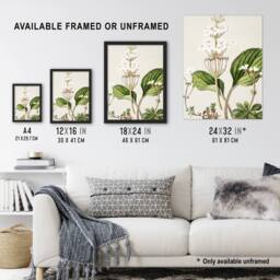 "Artery8 New Zealand Ourisia Flowering Plant Featon Framed Wall Art Print in Beige - Size: W12"" x H16""" - thumbnail 3