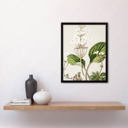 "Artery8 New Zealand Ourisia Flowering Plant Featon Framed Wall Art Print in Beige - Size: W12"" x H16""" - thumbnail 4