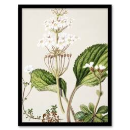 "Artery8 New Zealand Ourisia Flowering Plant Featon Framed Wall Art Print in Beige - Size: W12"" x H16""" - thumbnail 1