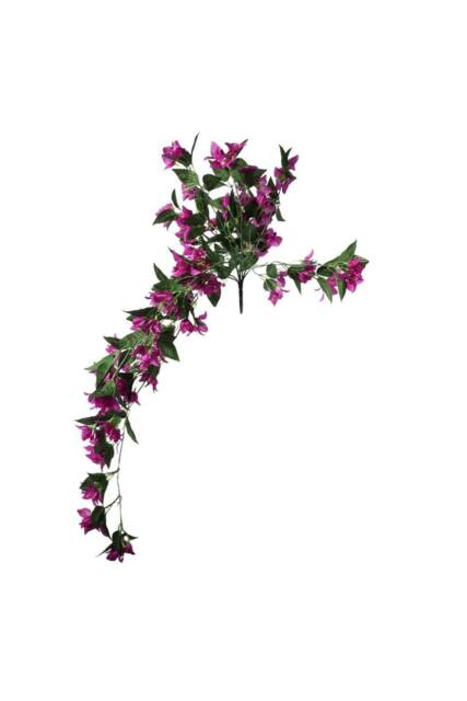 KDMD Essential Dark Pink Bougainvillea Bush - image 1