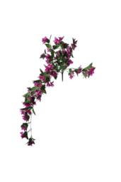 KDMD Essential Dark Pink Bougainvillea Bush - thumbnail 2