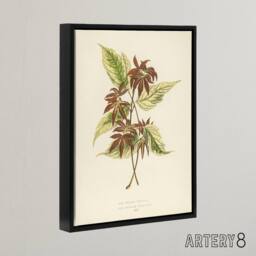 "Artery8 Vintage Botanical Boxelder Maple Leaves Fawcett Framed Canvas Wall Art in Beige - Size: W12"" x H16""" - thumbnail 2