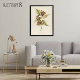 "Artery8 Vintage Botanical Boxelder Maple Leaves Fawcett Framed Canvas Wall Art in Beige - Size: W12"" x H16""" - thumbnail 3