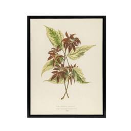 "Artery8 Vintage Botanical Boxelder Maple Leaves Fawcett Framed Canvas Wall Art in Beige - Size: W12"" x H16""" - thumbnail 1