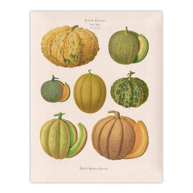 "Artery8 Melons Fruit Vintage Kitchen Ernst Benary Wall Art Poster Print in White - Size: W12"" x H16""" - image 1