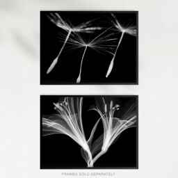 Artery8 Wall Art Print Dandelion & Lily X-Ray Set Of 2 s Bedroom Bathroom Aesthetic Black White Photo A4 - thumbnail 5