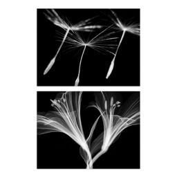 Artery8 Wall Art Print Dandelion & Lily X-Ray Set Of 2 s Bedroom Bathroom Aesthetic Black White Photo A4 - thumbnail 1