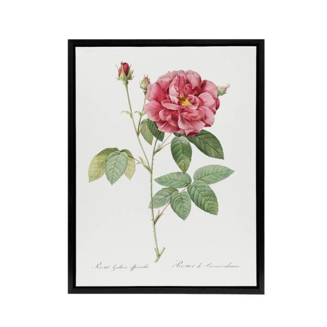 "Artery8 French Rose Illustration Redoute Vintage Black Framed Canvas Wall Art in White - Size: W12"" x H16""" - image 1