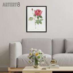 "Artery8 French Rose Illustration Redoute Vintage Black Framed Canvas Wall Art in White - Size: W12"" x H16""" - thumbnail 3