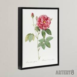 "Artery8 French Rose Illustration Redoute Vintage Black Framed Canvas Wall Art in White - Size: W12"" x H16""" - thumbnail 2