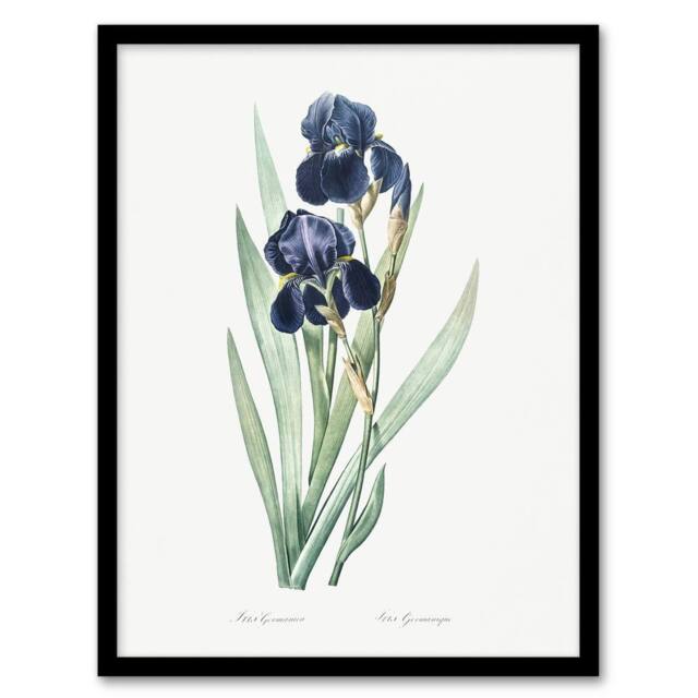 "Artery8 Bearded Iris Botanical Redoute Vintage Framed Wall Art Print in White - Size: W12"" x H16""" - image 1