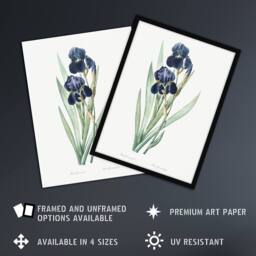 "Artery8 Bearded Iris Botanical Redoute Vintage Framed Wall Art Print in White - Size: W12"" x H16""" - thumbnail 2