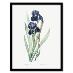 "Artery8 Bearded Iris Botanical Redoute Vintage Framed Wall Art Print in White - Size: W12"" x H16""" - thumbnail 1