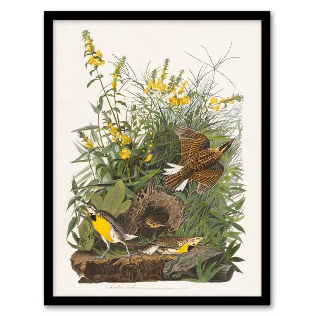 Artery8 Audubon Framed Wall Art Meadow Lark Bird & Yellow False Foxglove in White - Size: A4 - image 1
