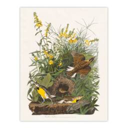 Artery8 Audubon Framed Wall Art Meadow Lark Bird & Yellow False Foxglove in White - Size: A4 - thumbnail 3