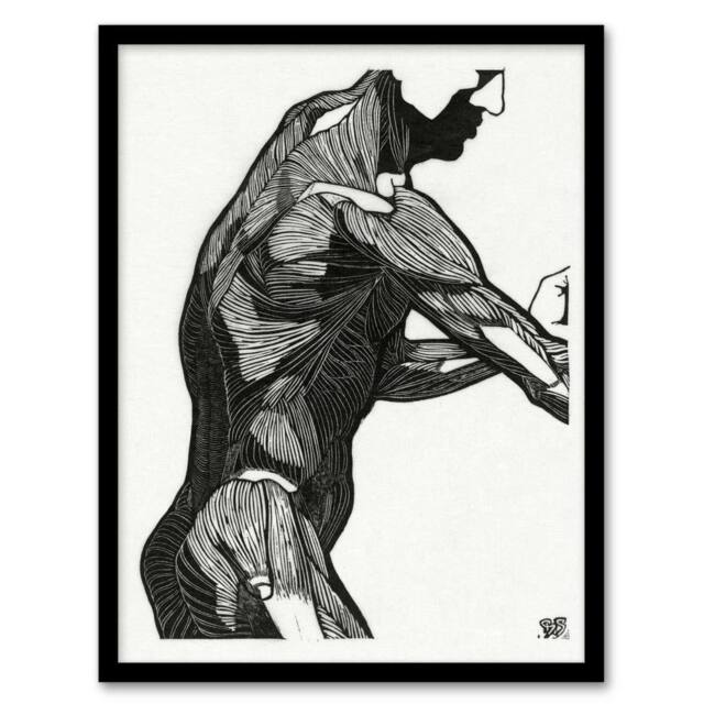 Artery8 Anatomical study of mans lateral muscles Stolk Framed Wall Art Print in White - Size: A4 - image 1