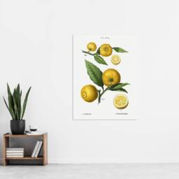 "Artery8 Clusters of Citrus Fruit Redoute Vintage Wall Art Print Poster in White - Size: W12"" x H16""" - thumbnail 4